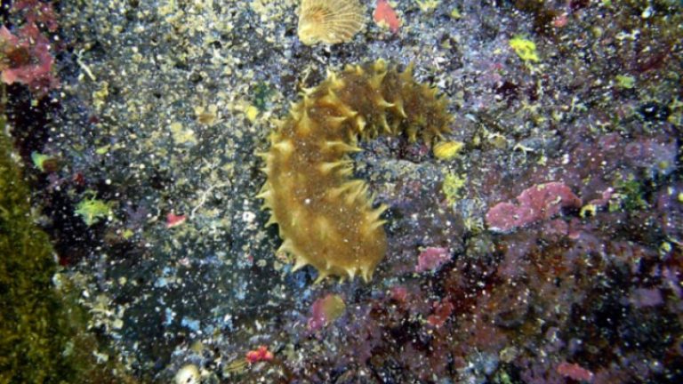 To «αγγούρι της θάλασσας» κοστίζει 3.000 ευρώ το κιλό και έχει γίνει αιτία για δεκάδες θανάτους δυτών