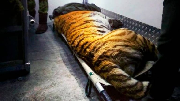 Πληγωμένος τίγρης «ζήτησε» τη βοήθεια ανθρώπων και η συνέχεια ξεπερνάει τη φαντασία!