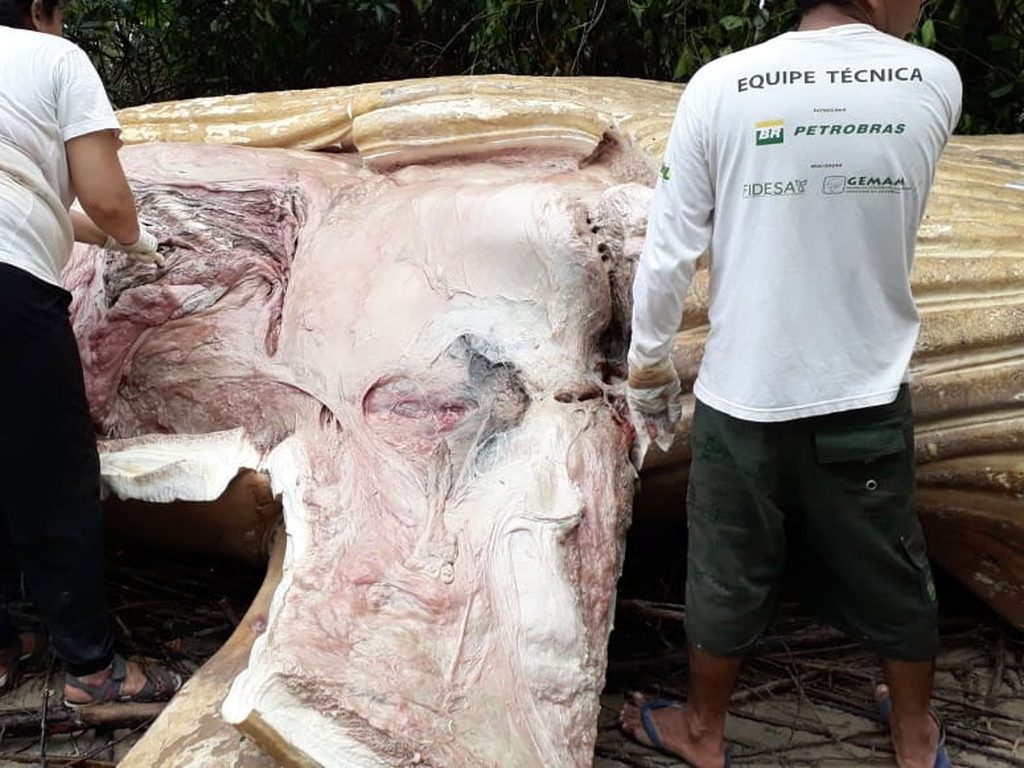 Αίνιγμα: Νεκρή φάλαινα βρέθηκε στη ζούγκλα του Αμαζονίου  