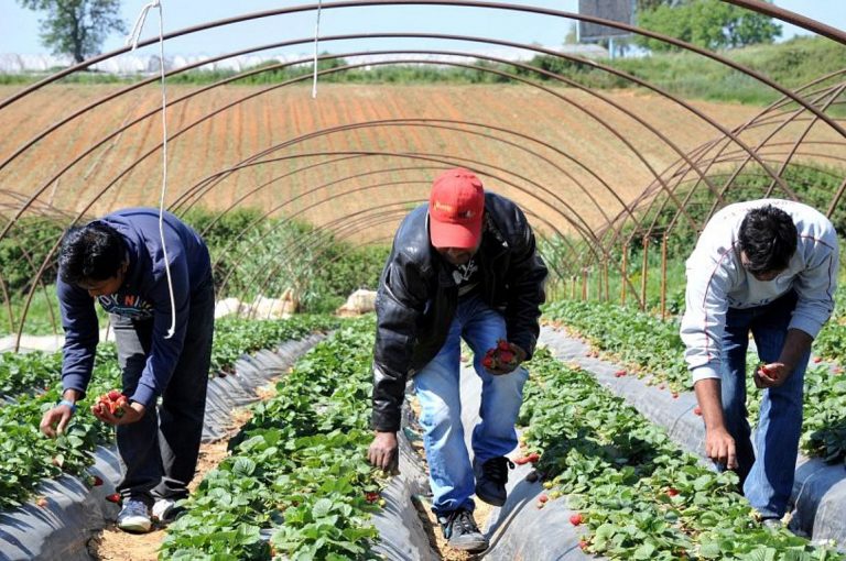 Αρειος Πάγος: Να εξεταστεί χορήγηση άδειας παραμονής σε 355 αλλοδαπούς που δούλευαν σε φραουλοχώραφα της Μανωλάδας