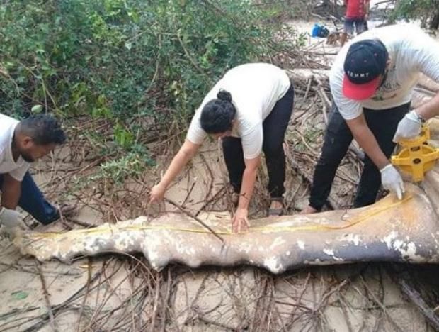 Αίνιγμα: Νεκρή φάλαινα βρέθηκε στη ζούγκλα του Αμαζονίου  