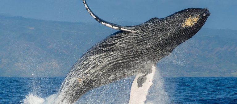 Ιαπωνία: Φέρι συγκρούστηκε με φάλαινα – 87 τραυματίες