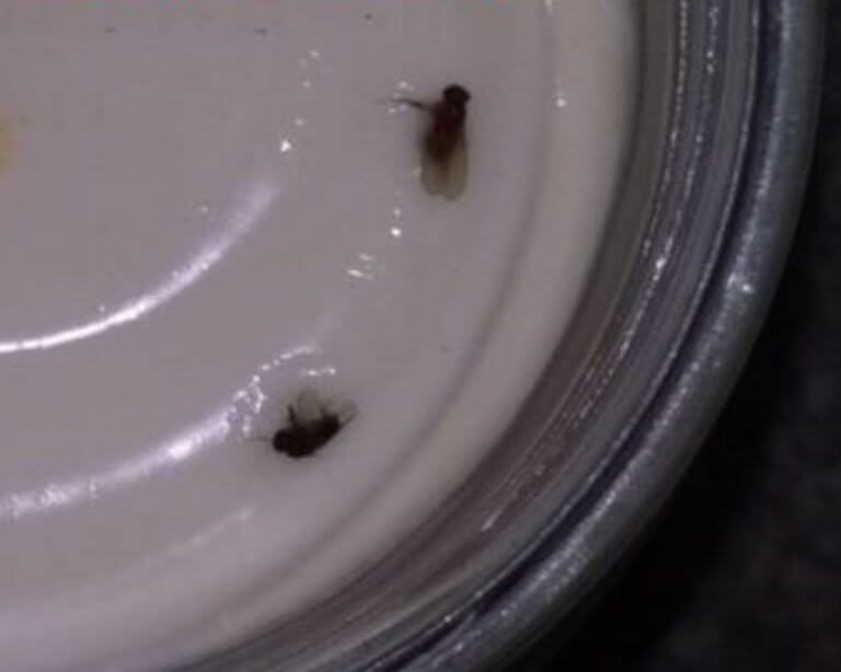 Μαγιονέζα… με μύγες και σκουλήκια! “Επώνυμο” προϊον σε super market της Πάτρας