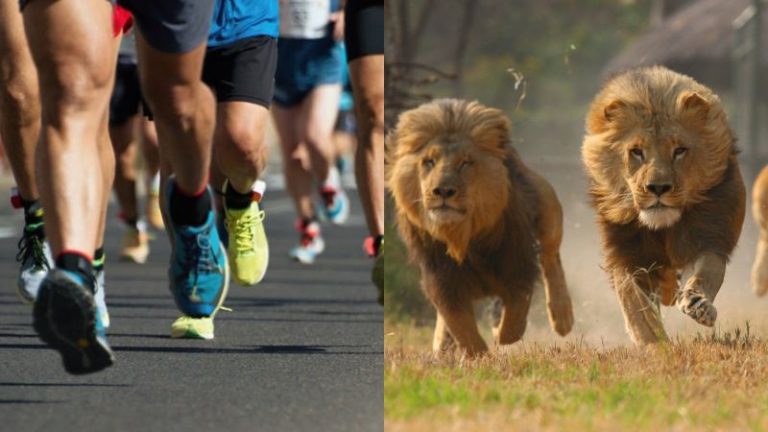 Ένας μαραθώνιος αποκτά πολύ μεγαλύτερο ενδιαφέρον αν προσθέσεις πεινασμένα λιοντάρια, λένε ειδικοί
