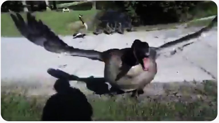 Η μαμά χήνα