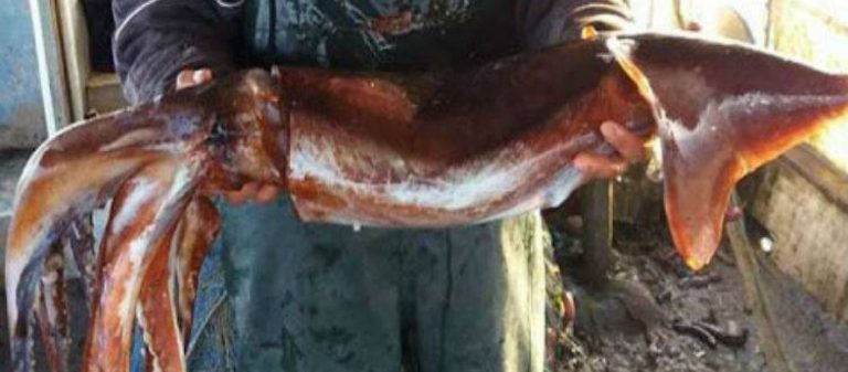 Περίεργο περιστατικό στην Λήμνο – Βρήκε γιγάντιο καλαμάρι 8.5 κιλών την ώρα που όργωνε το χωράφι του!