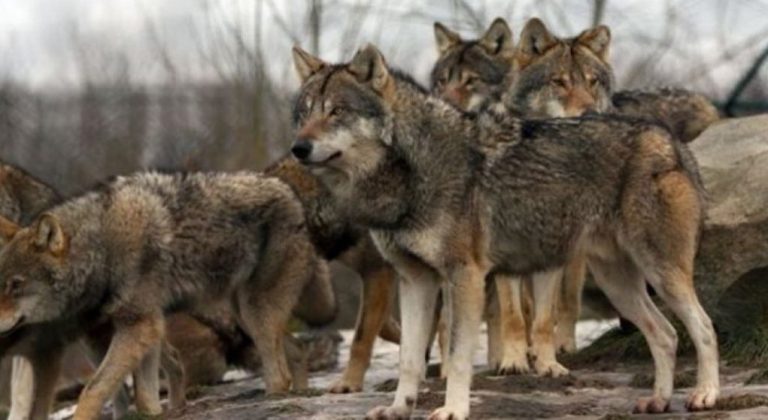Λύκοι έκαναν την εμφάνισή τους στην πόλη της Φλώρινας
