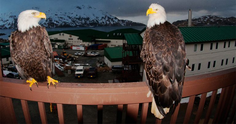 Εγρηγορος στο Πεδιο ..Π Ρ Ο Σ Ο Χ Η …