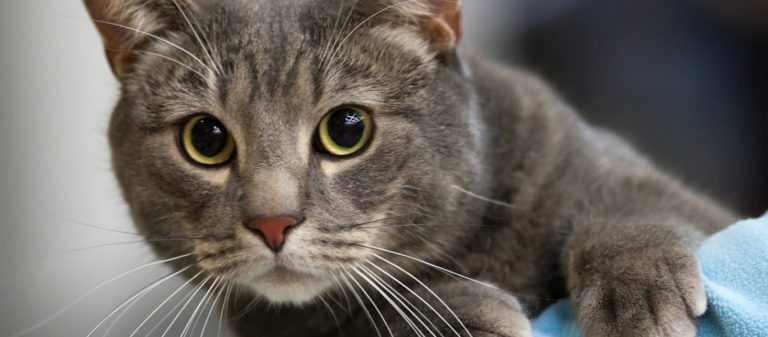 Η Αυστραλία θα θανατώσει εκατομμύρια γάτες πετώντας δηλητηριασμένα λουκάνικα από αεροπλάνα