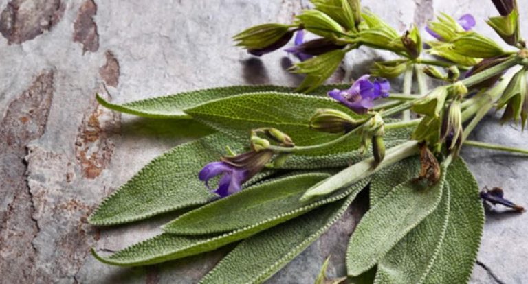 Φασκόμηλο: Το «Ελληνικό τσάι» με πλούσια οφέλη