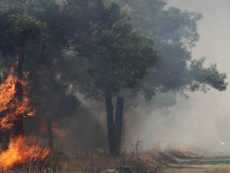 Ηλεία: Εικόνες καταστροφής στο προστατευμένο δάσος του Κουνουπελίου