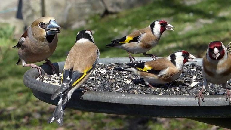 Οι καρδερίνες γιατί δεν πληρώνουν ΕΝΦΙΑ;