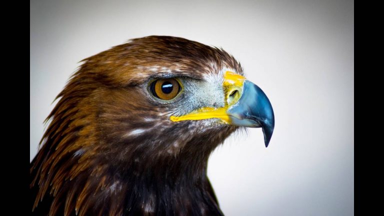 Νεκρά σπάνια αρπακτικά πτηνά στη Θράκη από δηλητηριασμένα δολώματα