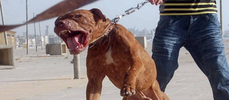 Σκυλί επιτίθεται σε 2χρονο κοριτσάκι & το δαγκώνει με μανία – Μάχη των περαστικών για να το σώσουν