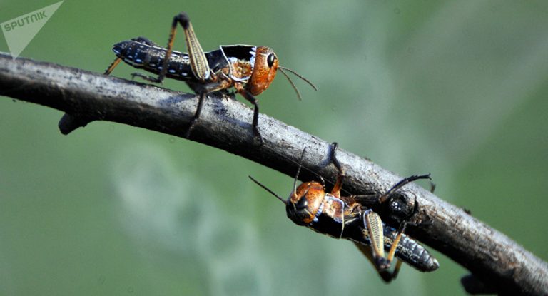 Σαν πληγή του Φαραώ: Δείτε μιλούνια από ακρίδες να κατακλύζουν Σαουδαραβική πόλη