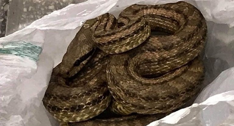 Φίδι προκάλεσε ταραχή στο κέντρο της Θεσσαλονίκης