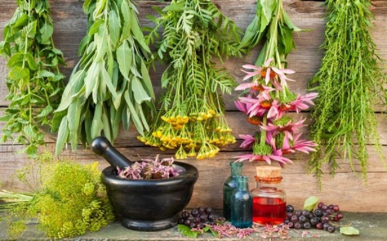 7 βότανα για τη φροντίδα των πληγών που κάθε prepper πρέπει να γνωρίζει