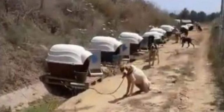Απαράδεκτο: Δύστυχα αδέσποτα μένουν αλυσοδεμένα εν μέσω καύσωνα σε δημοτικό χώρο στη Σπάρτη