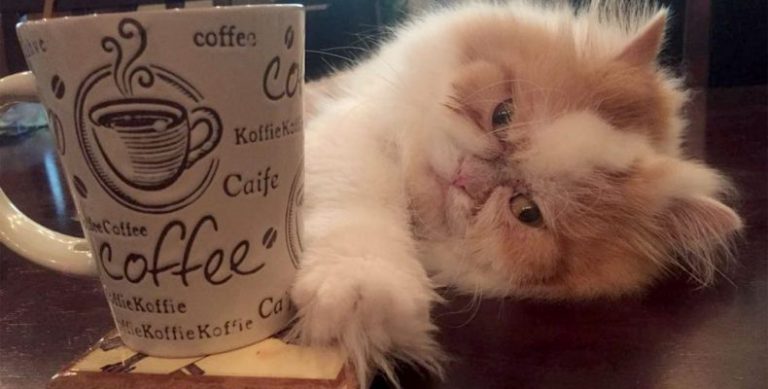 Μια γάτα με μόνιμα θυμωμένο πρόσωπο