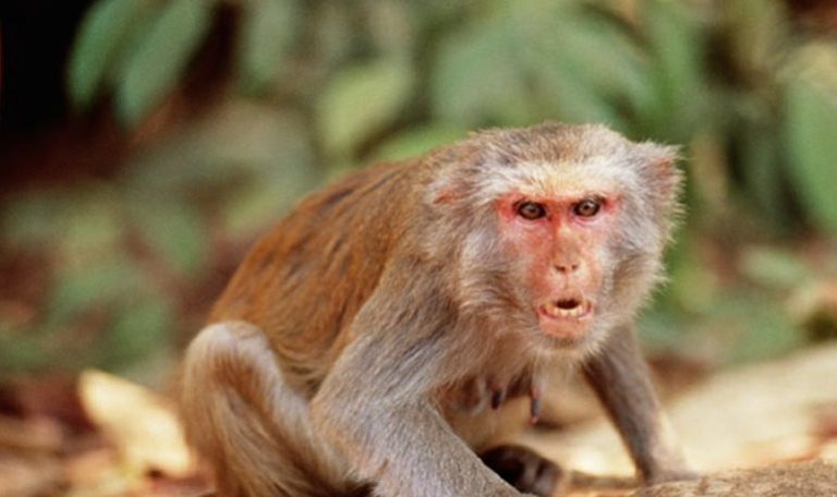 Μαϊμού σκότωσε βρέφος ενός μήνα για να του πάρει το γάλα