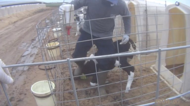 Σάλος για την κακοποίηση των ζώων στη «Ντίσνεϊλαντ του αγροτουρισμού» των ΗΠΑ