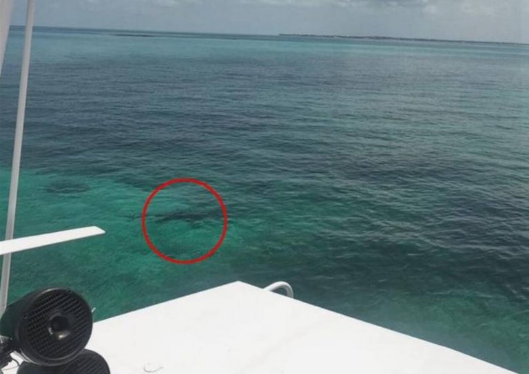 Τραγωδία:Καρχαρίες κατασπάραξαν 21χρονη μπροστά στα μάτια των γονιών της