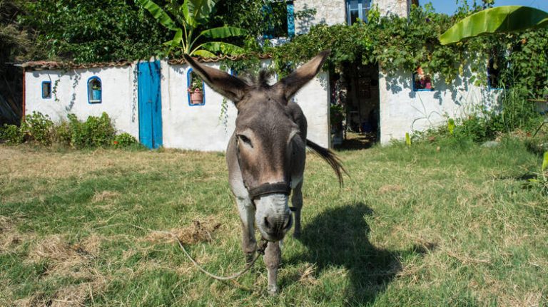 Βόλος: Χτυπούσε με κλωτσιές στο κεφάλι γάιδαρο για να συνέλθει