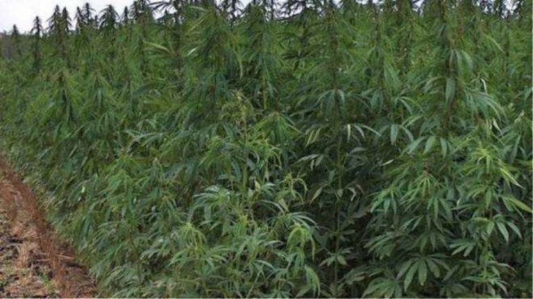 Εντοπίστηκε χασισοφυτεία «μαμούθ» στα Δερβενοχώρια με 12.800 δενδρύλλια