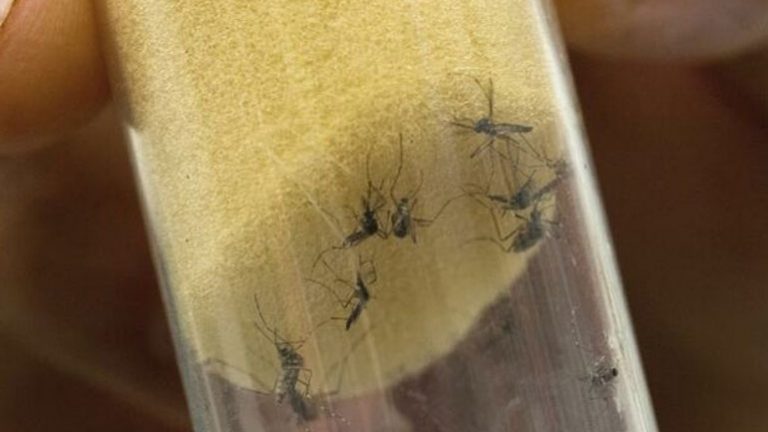 Ονδούρα: Στους 54 αυξήθηκαν οι νεκροί εξαιτίας του δάγκειου πυρετού