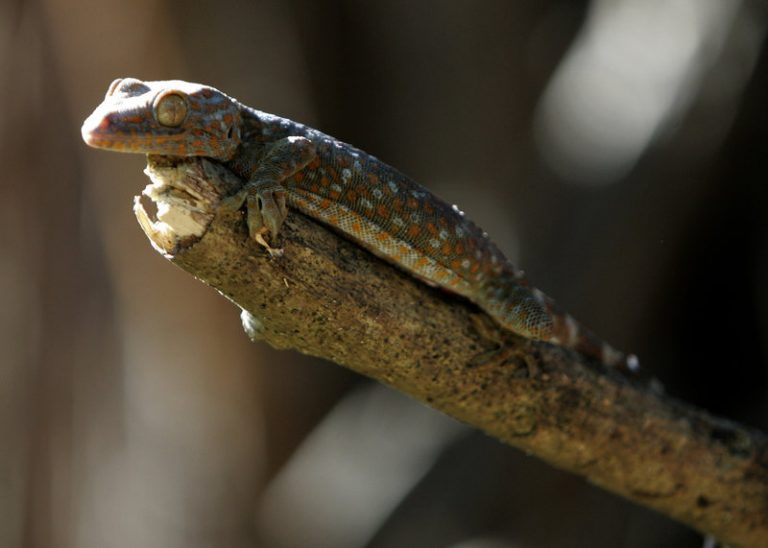 Αυστραλία: Εφαγε σαύρα και πέθανε από σαλμονέλα