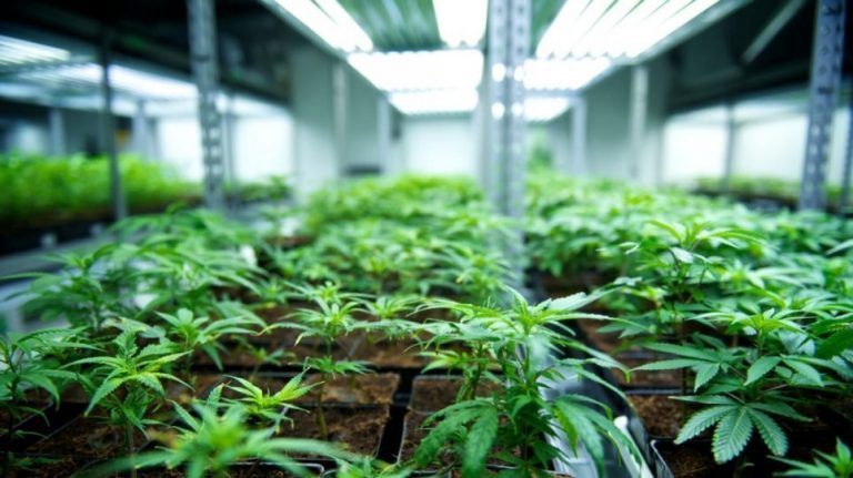 Ο ΕΟΦ ξεκαθαρίζει πως δεν κυκλοφορεί κανένα προϊόν «φαρμακευτικής κάνναβης»