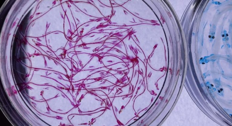 Το «χάραγμα» δεν θα είναι απλά ένα τσιπάκι