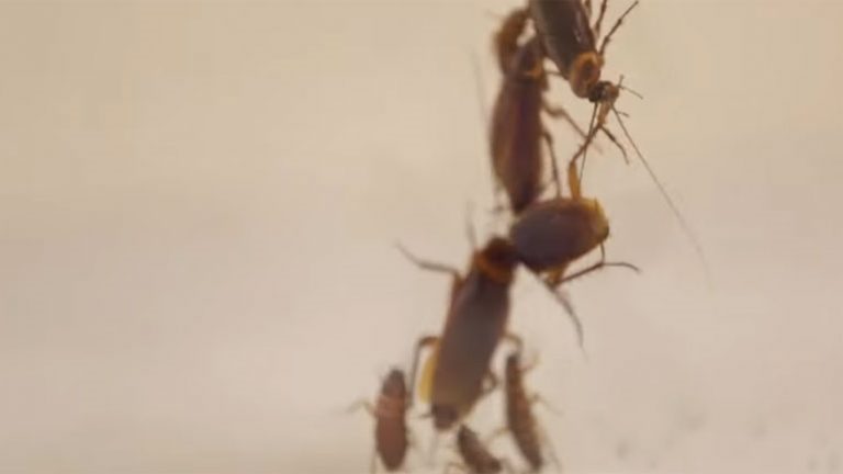 Δημιουργήθηκε ρομπότ-κατσαρίδα που και να το πατήσεις δεν παθαίνει τίποτα!