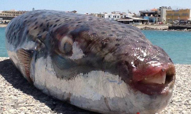 Πληθαίνουν οι επιθέσεις λαγοκέφαλων – Σε ποιες παραλίες εμφανίζονται