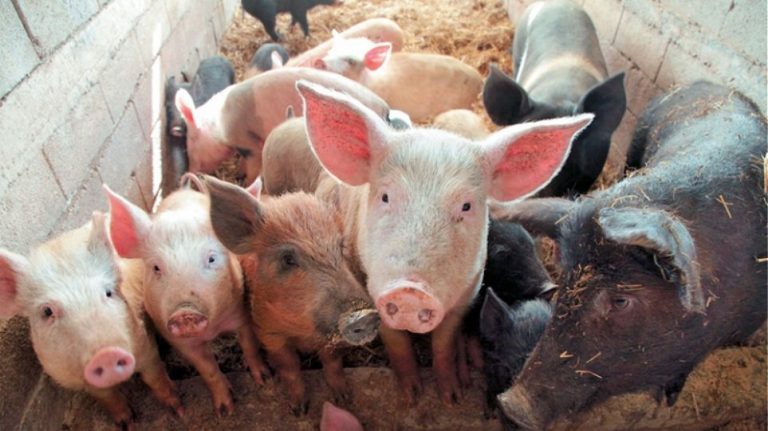 SOS για την αφρικανική πανώλη των χοίρων: Έκτακτη πρόσληψη 46 κτηνιάτρων