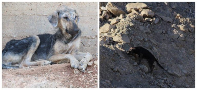 Εικόνες φρίκης στη Χωματερή Λουτρακίου: Ο Δήμος αφήνει 150 ζώα να αργοπεθαίνουν