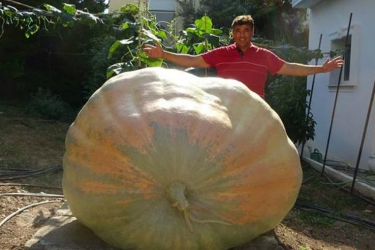 Θεσσαλονίκη: Καλλιέργησε κολοκύθα 658 κιλών στον κήπο του
