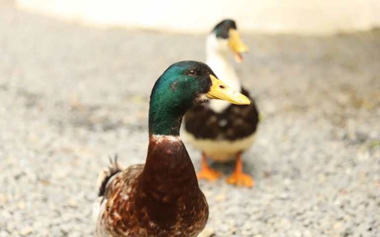 Γαλλία: Στο εδώλιο 50 πάπιες για διατάραξη της κοινής ησυχίας