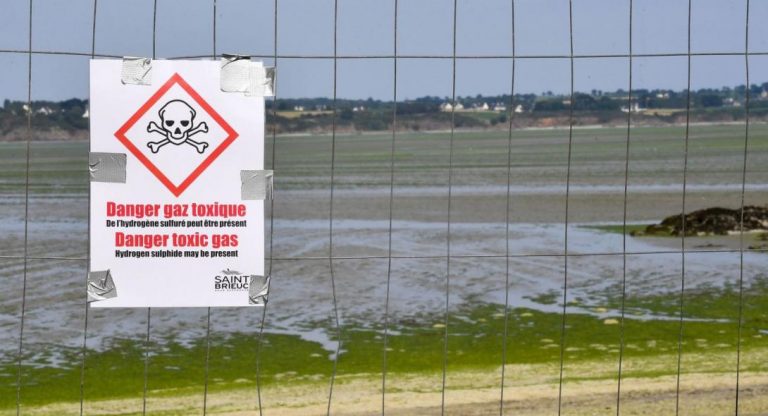 Δηλητηριώδη φύκια στις ακτές τις Γαλλίας – Σκοτώνουν σε δευτερόλεπτα