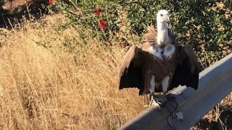 Γυπαετός διέκοπτε την κυκλοφορία στην Κρήτη, χρειάστηκε η επέμβαση της… τροχαίας!