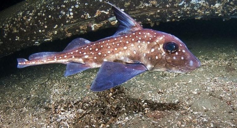 Ανατριχιαστικό: Ψάρι με μάτια… δεινοσαύρου βρέθηκε στη Νορβηγία-Ποσο χρονων ηταν ο Ψαρας;