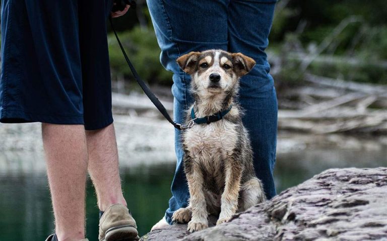 Μυστηριώδης ασθένεια πλήττει δεκάδες σκυλιά στη Νορβηγία