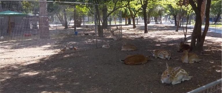 Φρίκη στην Κατερίνη: Σκότωσαν έξι ελάφια στον δημοτικό κήπο…! Καντε μ@λακιες και το κλαμα δεν αργει να ερθει!!