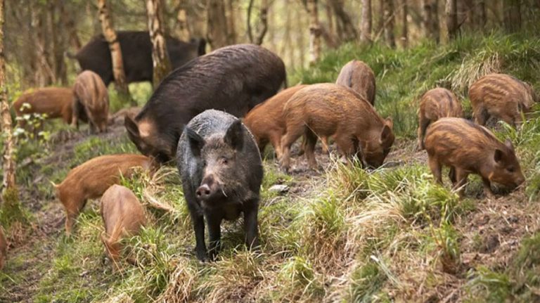 Τα αγριογούρουνα στο… εκτελεστικό απόσπασμα