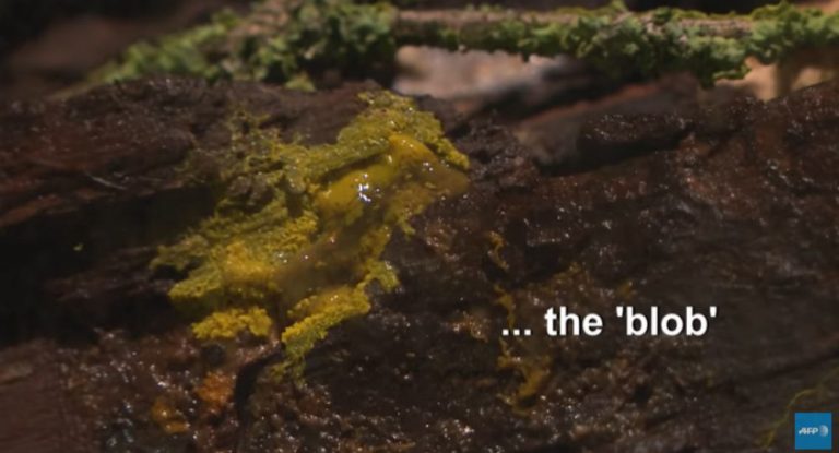 «Εξωγήινος» οργανισμός βρέθηκε στο Παρίσι: Γνωρίστε το Blob, την κίτρινη χλαπάτσα