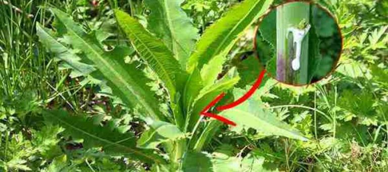 ΤΟ ΣΗΜΑΝΤΙΚΟΤΕΡΟ ΒΙΒΛΙΟ ΕΠΙΒΙΩΣΗΣ