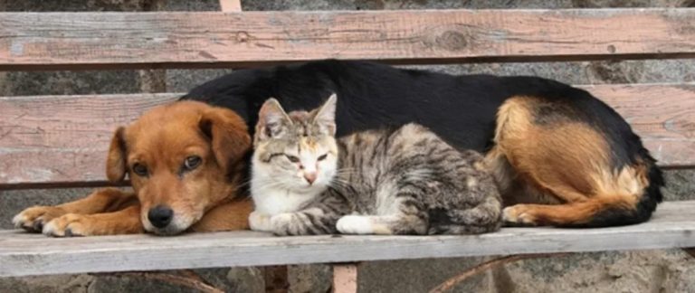 Ποινικοποιούν τη σίτιση αδέσποτων