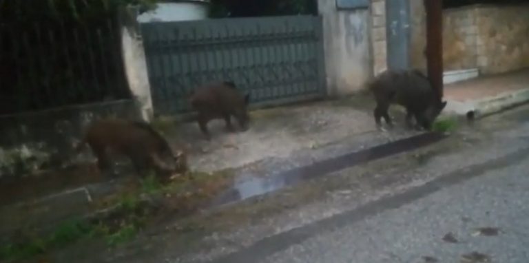 Αγριογούρουνα έφθασαν έξω από σπίτια στη Ραφήνα