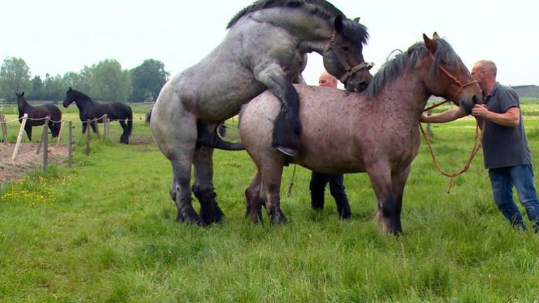ΣΙΩΝ: ΟΙ ΝΈΟΙ ΕΠΙΒΉΤΟΡΕΣ ΤΗΣ ΕΛΛΆΔΑΣ ΕΝ ΈΤΟΣ 2019 ΚΑΙ ΠΑΡΑΓΩΓΉ ΦΟΡΤΗΓΏΝ ΜΑΎΡΟΥ ΣΠΈΡΜΑΤΟΣ