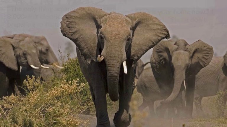 Ανεξήγητη Μάζωξη Ελεφάντων έξω από το Σπίτι του Σωτήρα τους μόλις Πέθανε